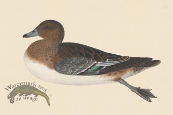 Rudbeck CFA 242 Garganey